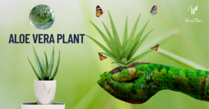 Aloe Vera Plant in Vastu Shastra