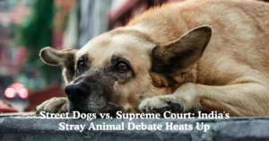 Street Dogs vs. Supreme Court: India's Stray Animal Debate Heats Up